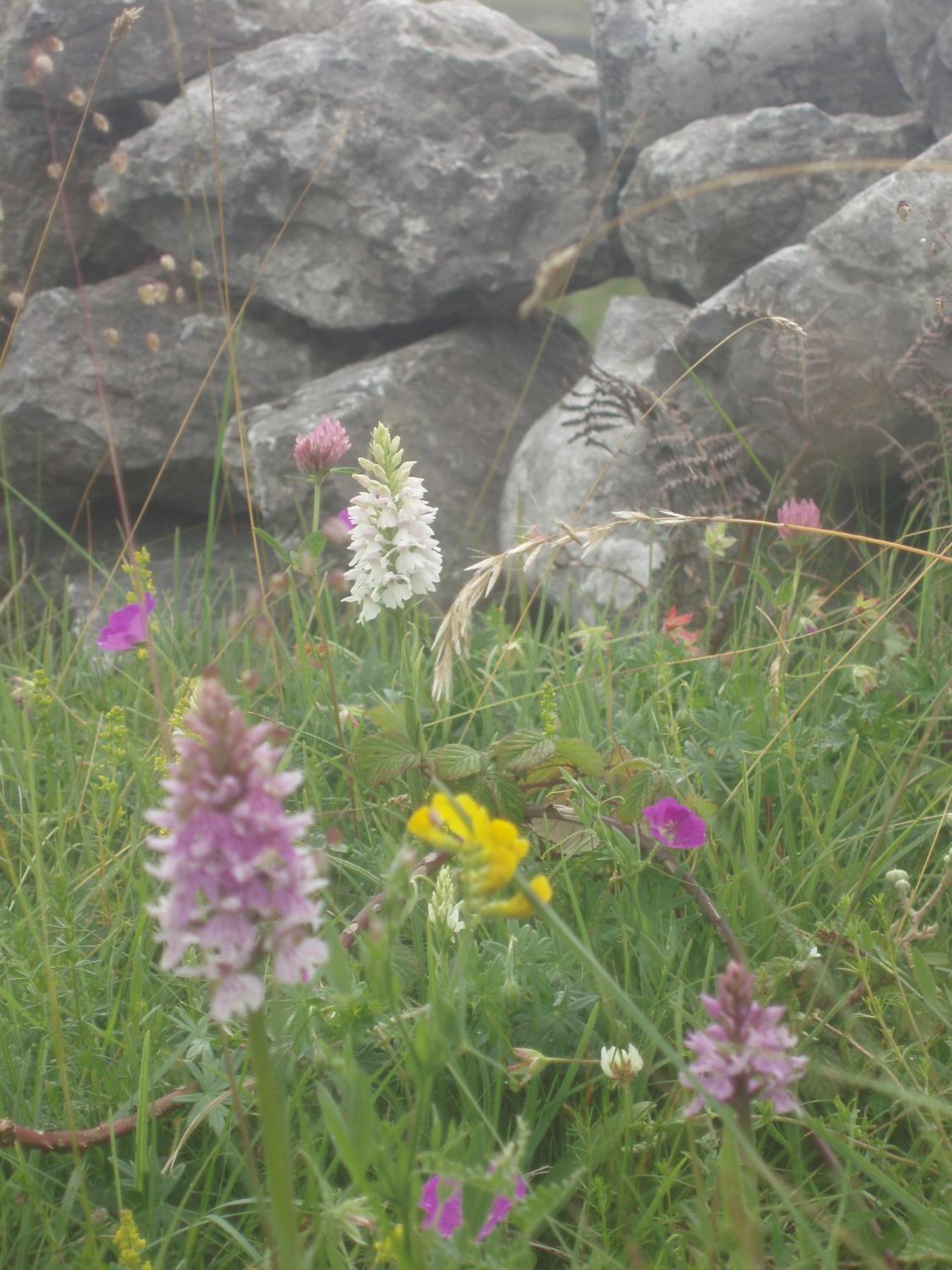 Greenlawn Lodge Lisdoonvarna Luaran gambar